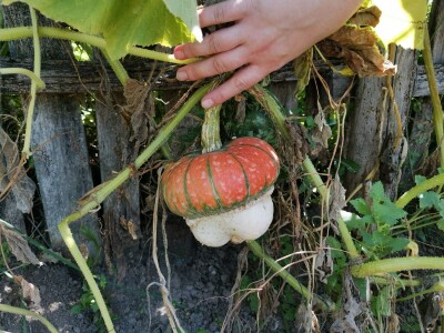 Vrt sa stotinama biljaka