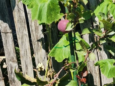 Vrt sa stotinama biljaka