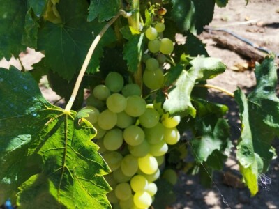 Vrt sa stotinama biljaka