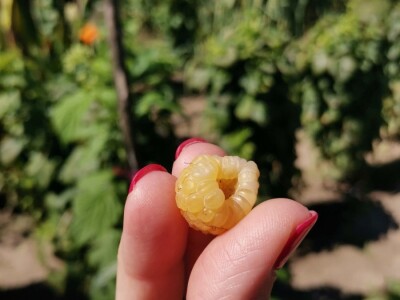 Vrt sa stotinama biljaka