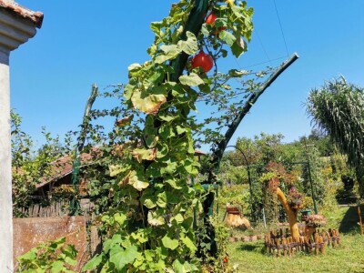 Vrt sa stotinama biljaka