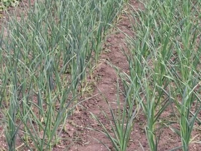 Vrt u junu Vrt u junu