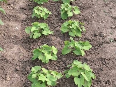 Vrt u junu Vrt u junu