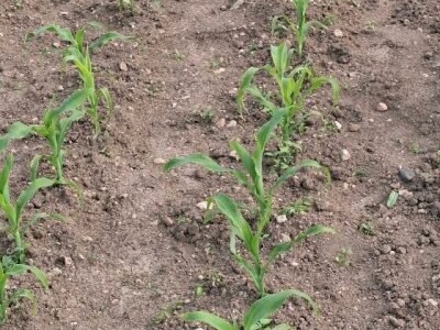 Vrt u junu Vrt u junu