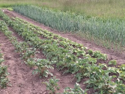 Vrt u junu Vrt u junu