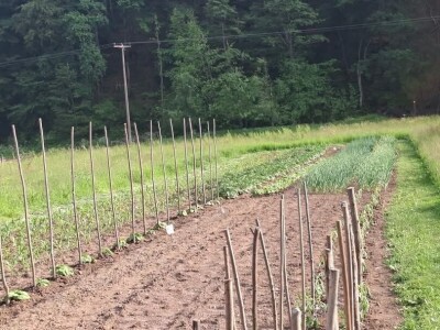 Vrt u junu Vrt u junu