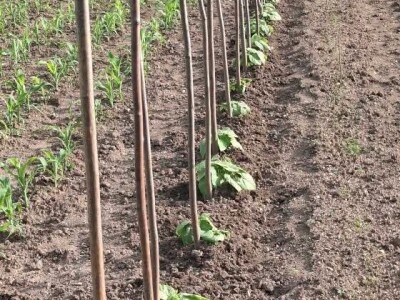 Vrt u junu Vrt u junu