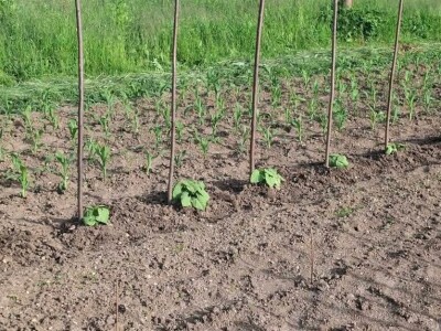 Vrt u junu Vrt u junu