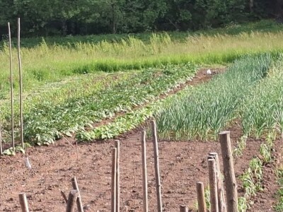 Vrt u junu Vrt u junu