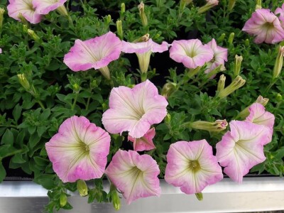 vrtlarija čuček vrtlarija čuček