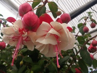 vrtlarija čuček vrtlarija čuček