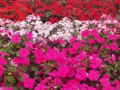 vrtlarija čuček vrtlarija čuček