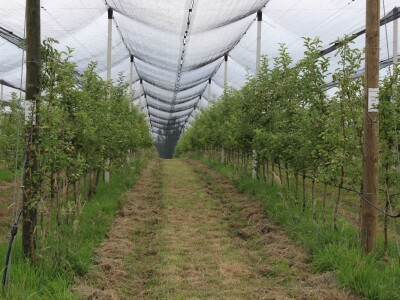 Vrtovi voća iz Velike Ludine