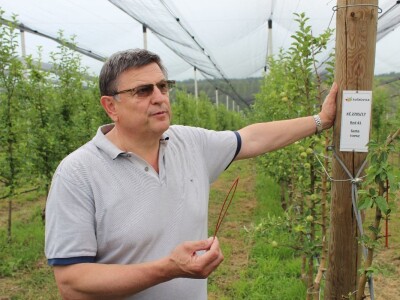 Vrtovi voća iz Velike Ludine