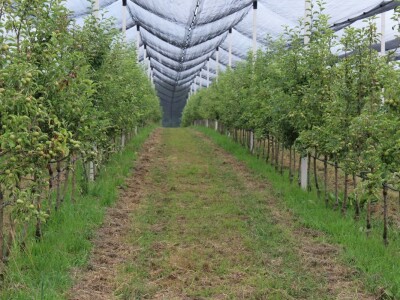 Vrtovi voća iz Velike Ludine