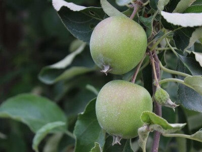 Vrtovi voća iz Velike Ludine