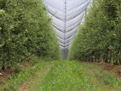 Vrtovi voća iz Velike Ludine