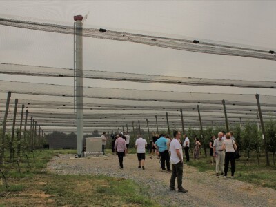 Vrtovi voća iz Velike Ludine