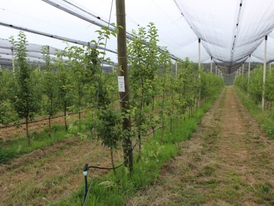 Vrtovi voća iz Velike Ludine