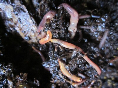 Vrućim kompostiranjem brzo do kvalitetnog supstrata i zimi Vrućim kompostiranjem brzo do kvalitetnog supstrata i zimi