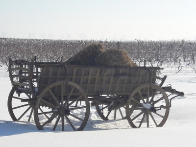 Vinkovo na Goldschmidtu Vinkovo na Goldschmidtu