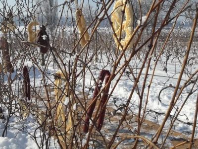 Vinkovo na Goldschmidtu