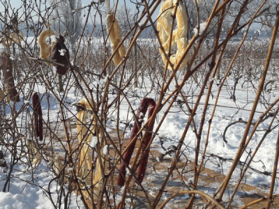 Vinkovo na Goldschmidtu Vinkovo na Goldschmidtu