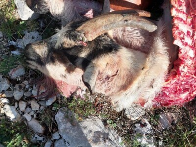 Vučji pohod u Kijevu