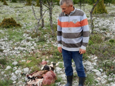 Vučji pohod u Kijevu