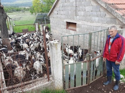 Vučji pohod u Kijevu