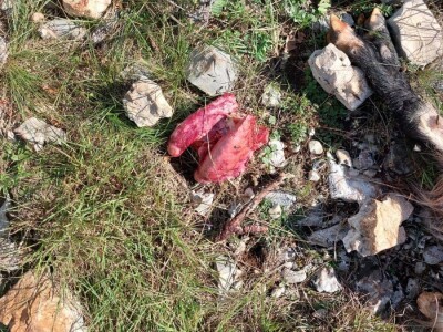 Vučji pohod u Kijevu