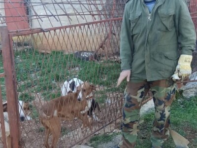 Vučji pohod u Kijevu