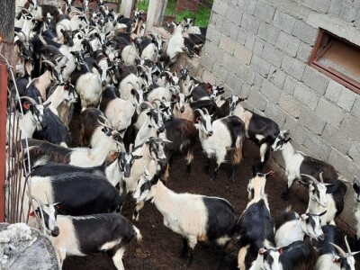 Vučji pohod u Kijevu