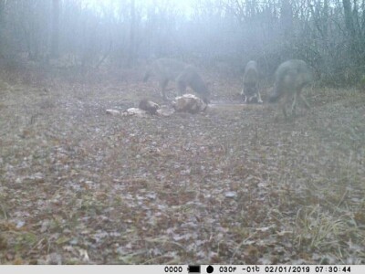 Vuk ili njegova inačica