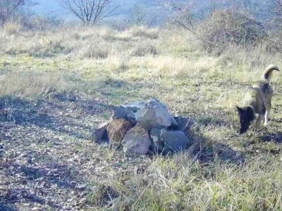 Vuk ili njegova inačica