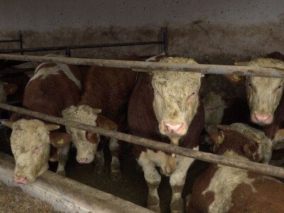 Vuk Sladaković-stočarstvo kao životni poziv