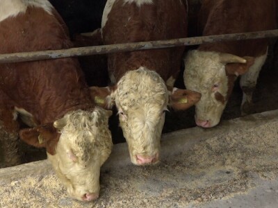 Vuk Sladaković-stočarstvo kao životni poziv