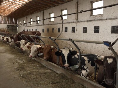 Vuk Sladaković-stočarstvo kao životni poziv