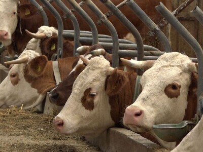 Vuk Sladaković-stočarstvo kao životni poziv