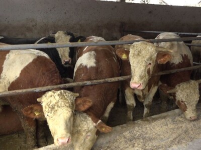 Vuk Sladaković-stočarstvo kao životni poziv