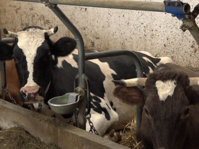 Vuk Sladaković-stočarstvo kao životni poziv