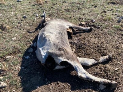 Vuk u Kučinama kraj Solina