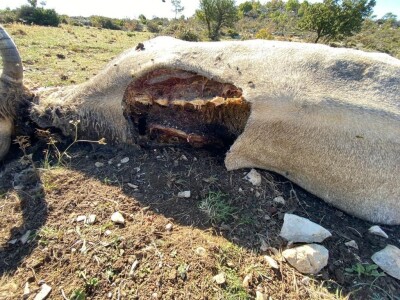 Vuk u Kučinama kraj Solina