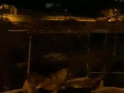 Vuk u Kučinama kraj Solina