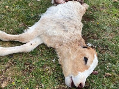 Vuk u Kučinama kraj Solina