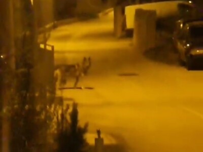 Vuk u Kučinama kraj Solina