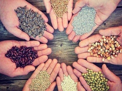 Vukicin azil za biljke