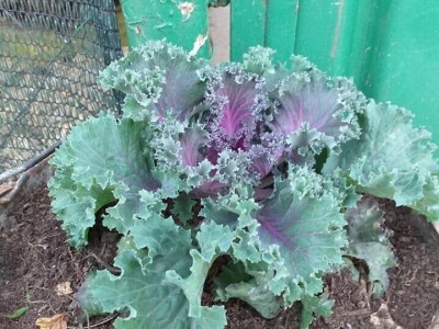 Vukicin azil za biljke