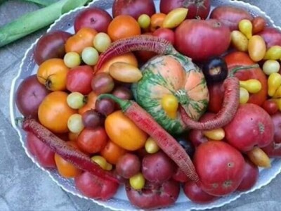 Vukicin azil za biljke