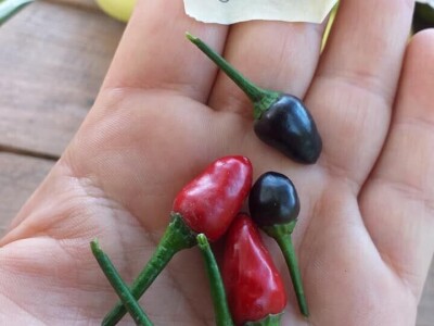 Vukicin azil za biljke